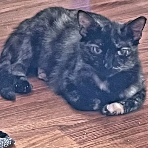 Biscotti - Photo 1