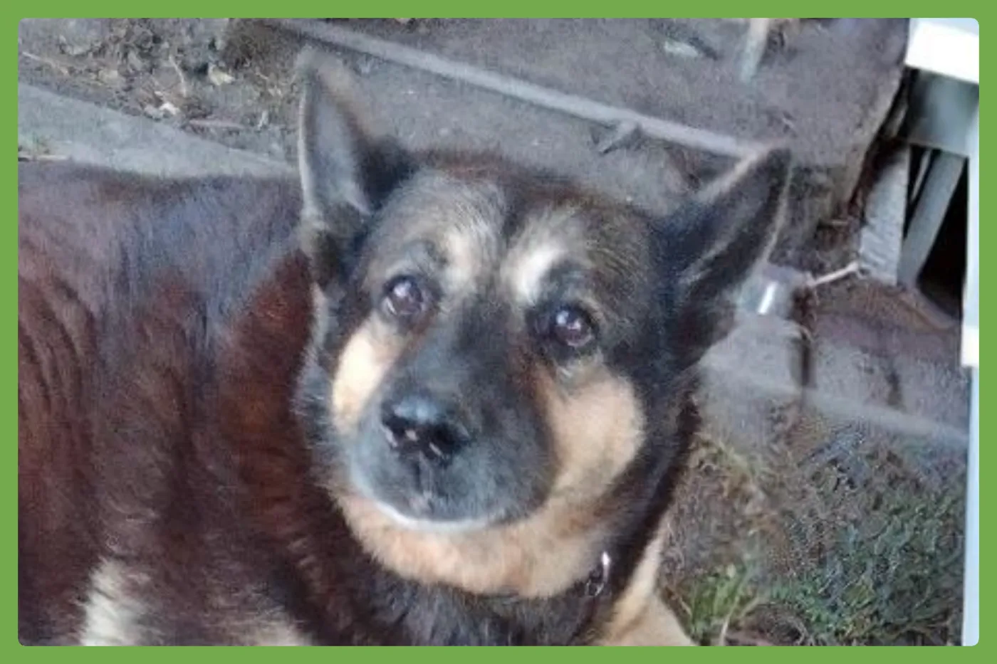 Abby - Photo 1
