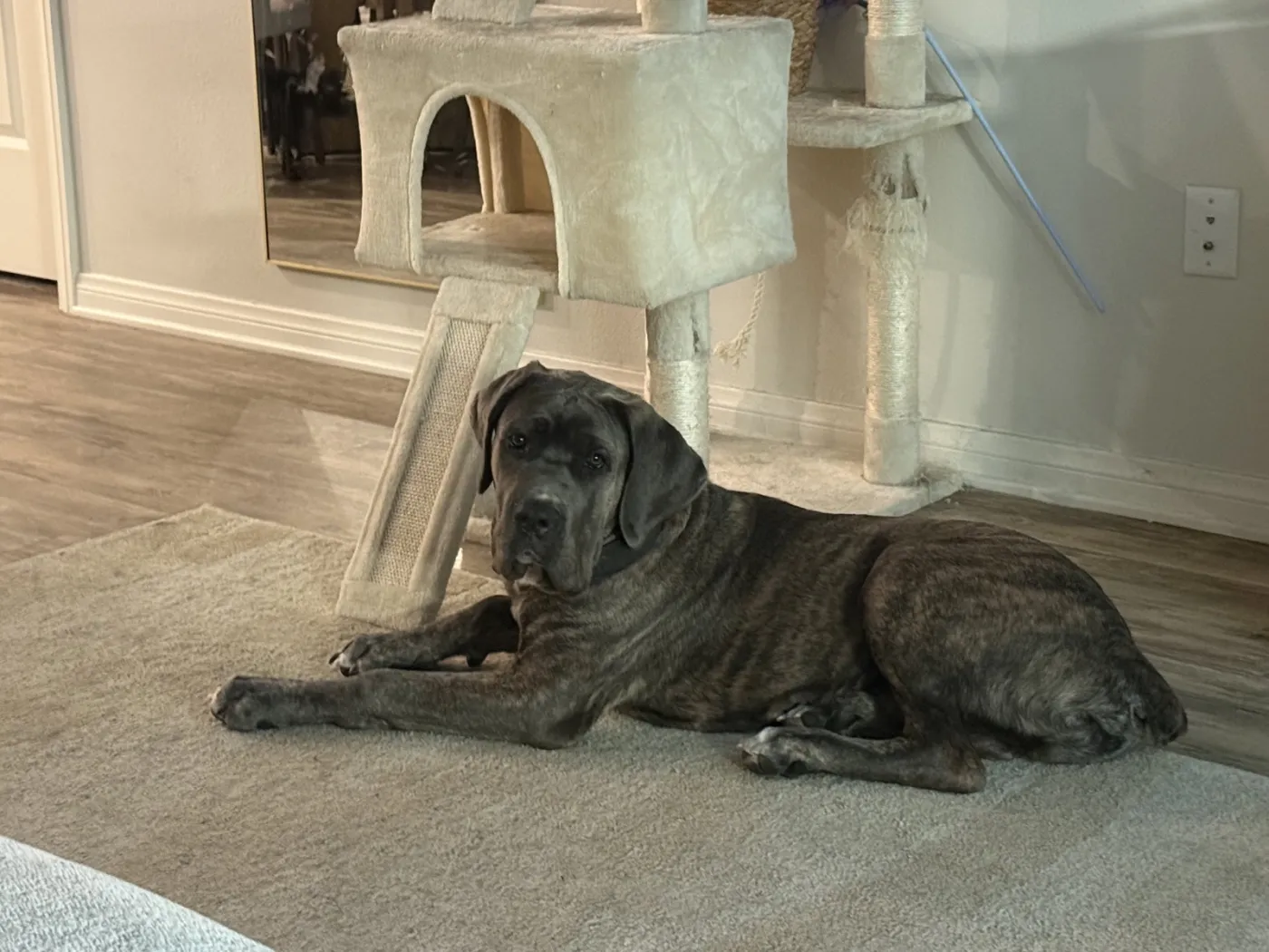 Ares - Photo 1