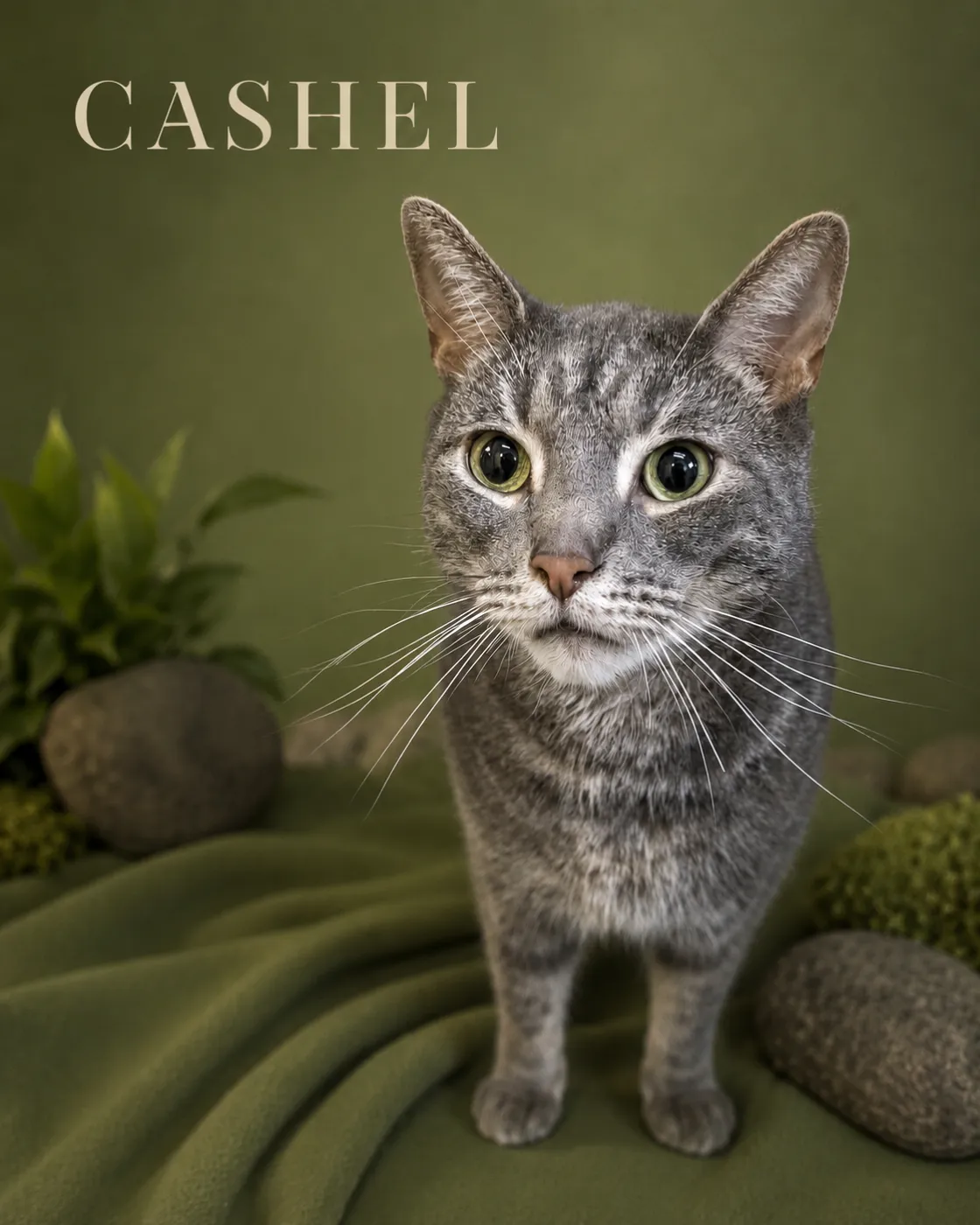 Cashel - Photo 1