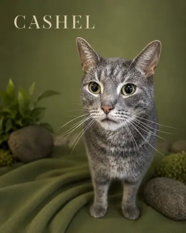 Cashel