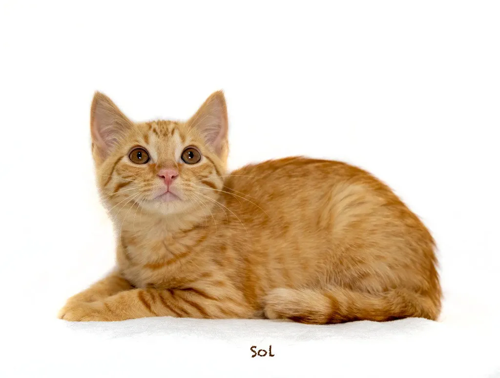 Sol - Photo 1