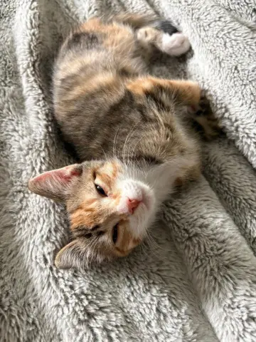 Persephone
