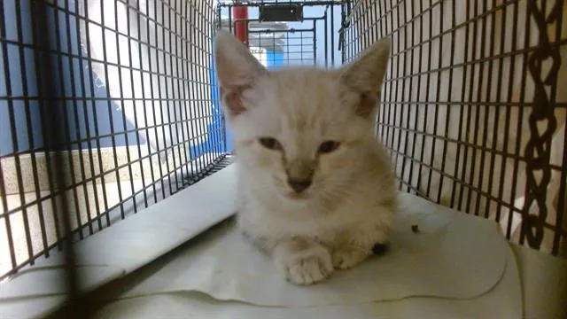 Oliver - Photo 1