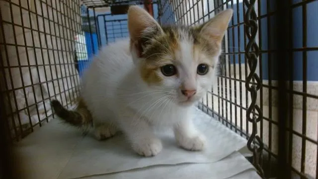 Zelda - Photo 1