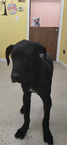 Dubby