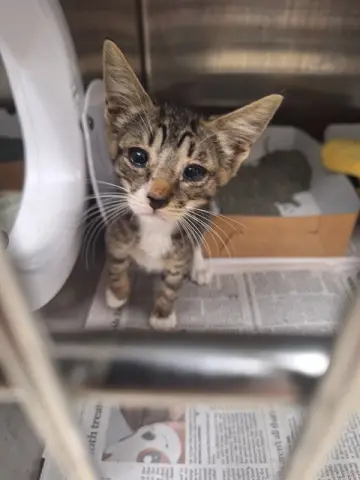 Kitty