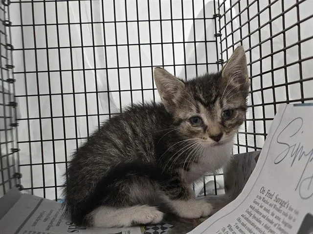 Kitten - Photo 1