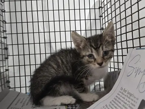 Kitten