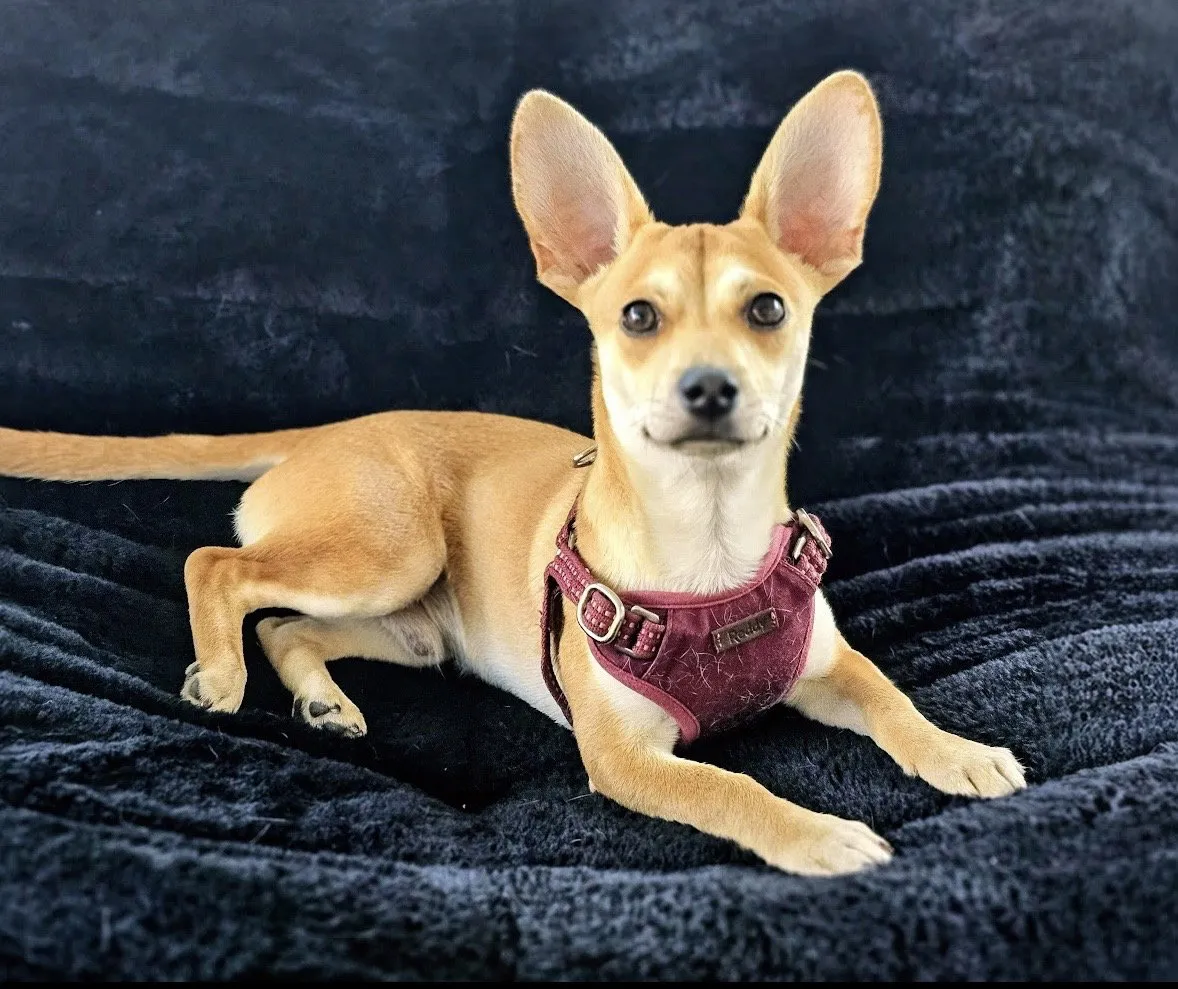 Peanut - Photo 1