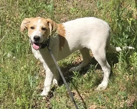 Vega