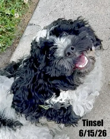 Tinsel