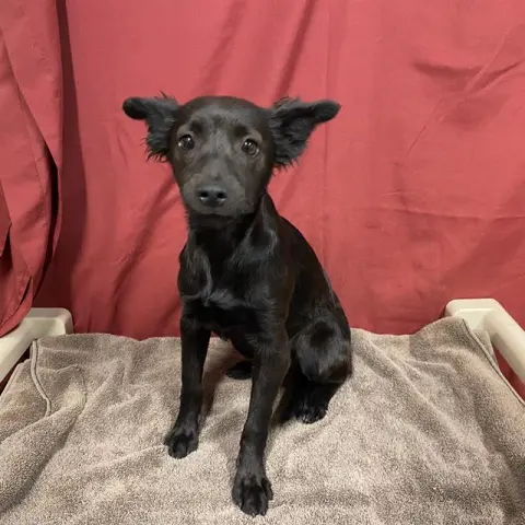 Bella