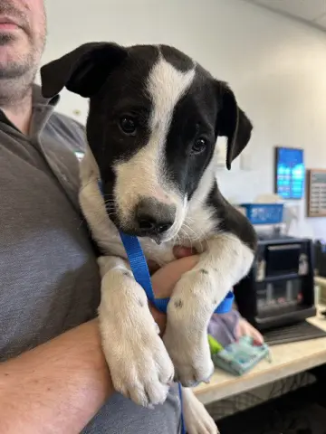 Bellatrix
