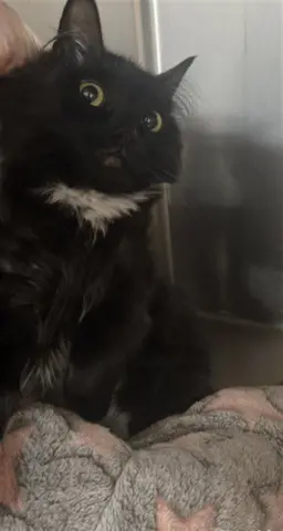 Noir