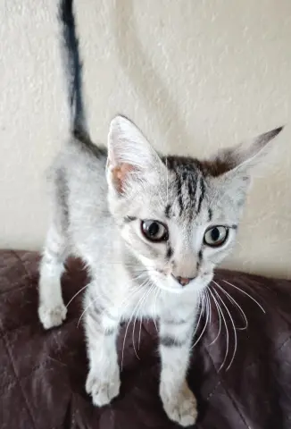 Biscuit