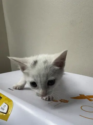 Whiskers