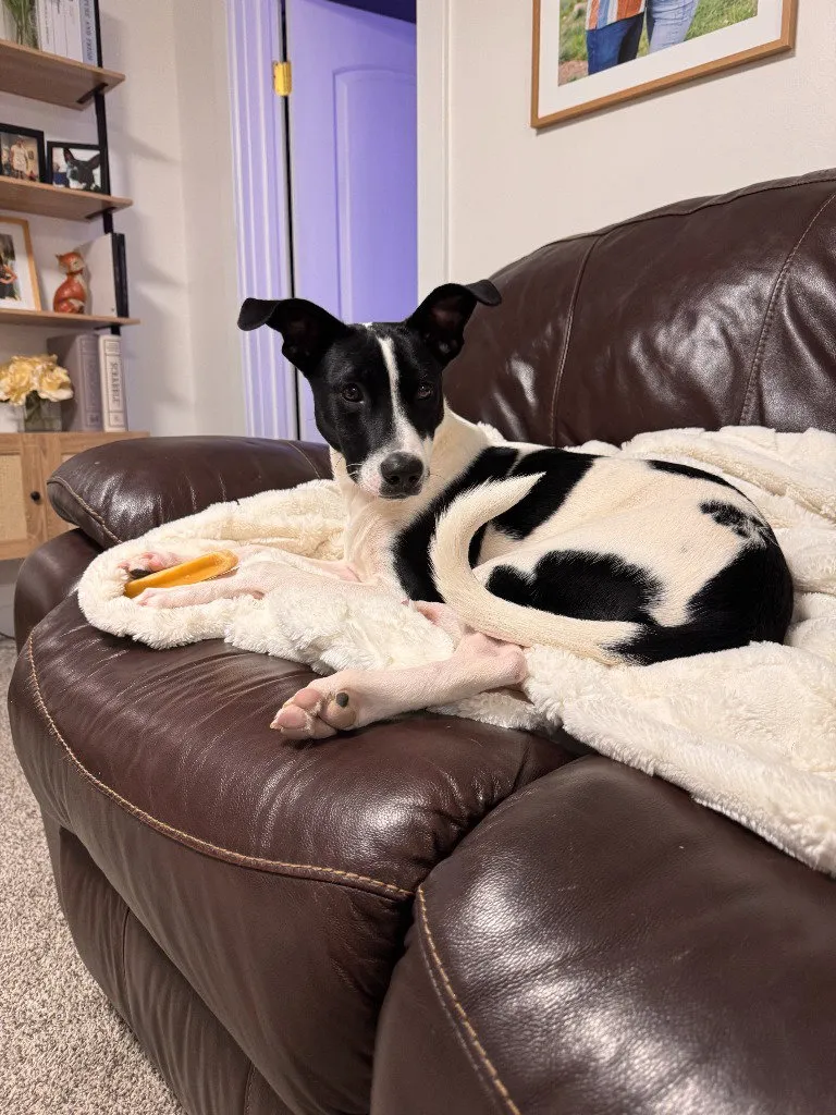 Domino - Photo 1