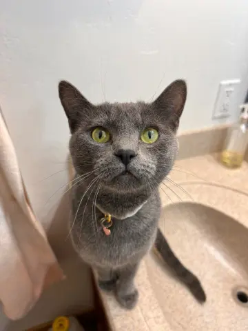 Freya