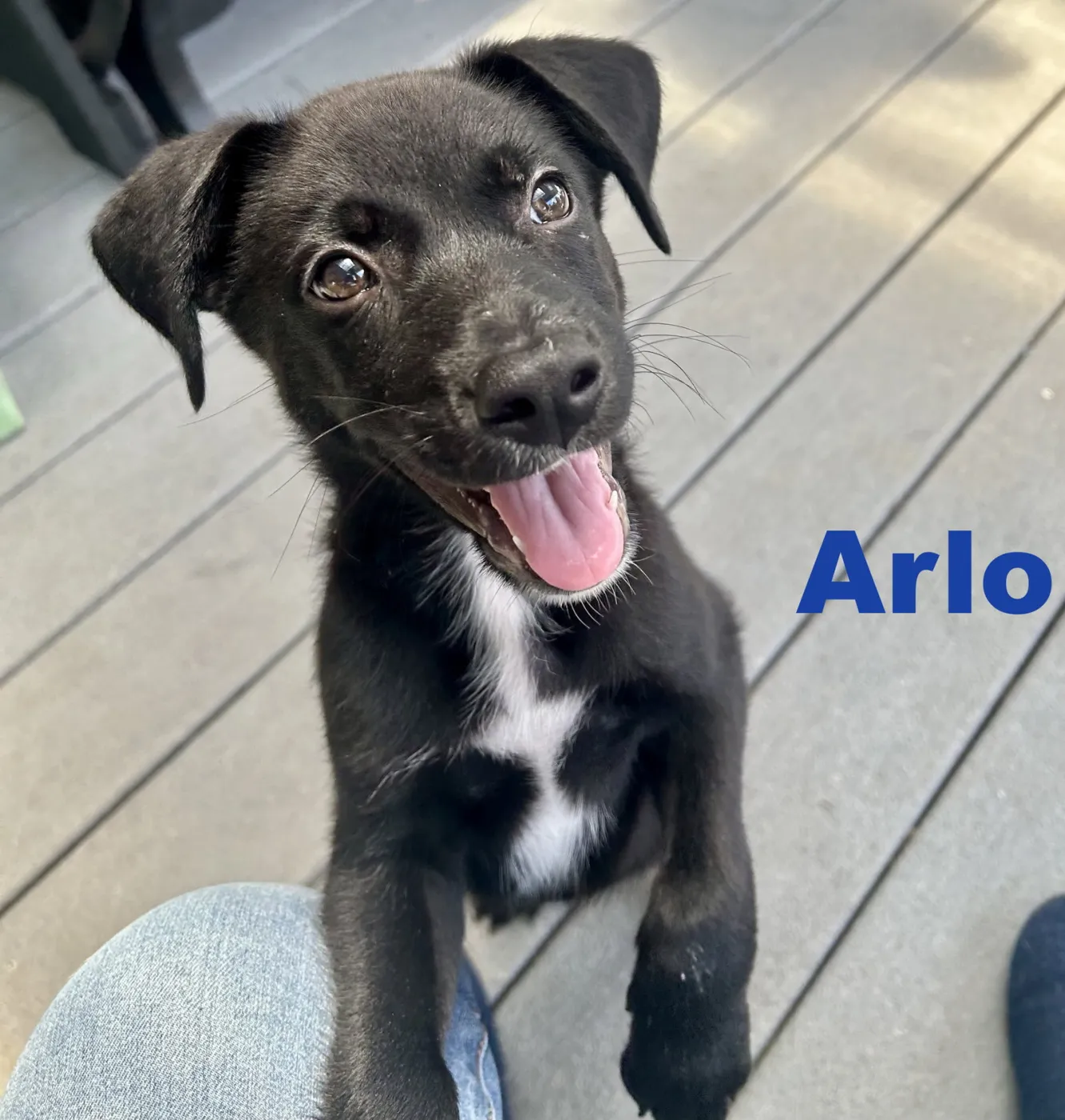 Arlo - Photo 1