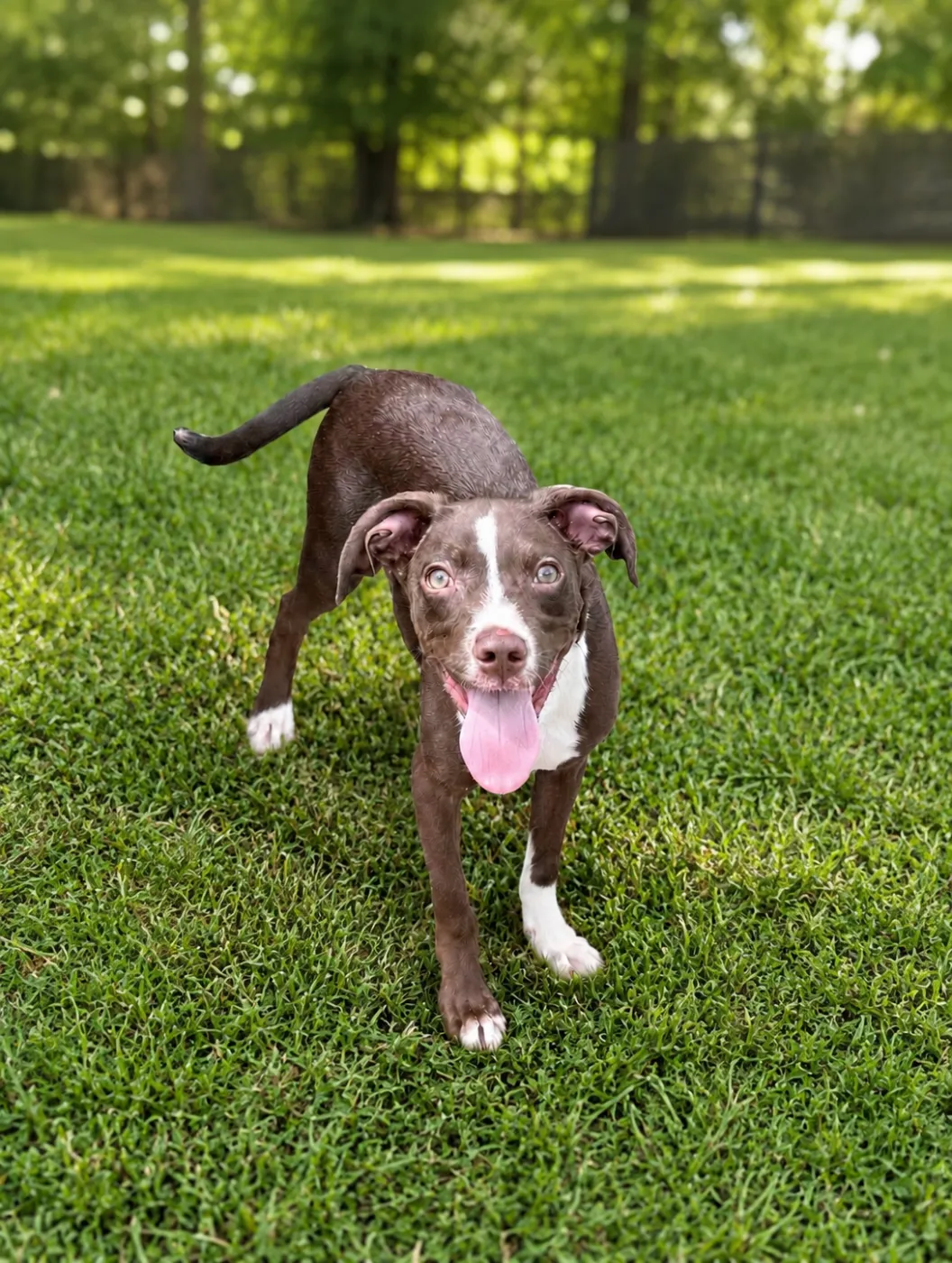 Chip - Photo 1