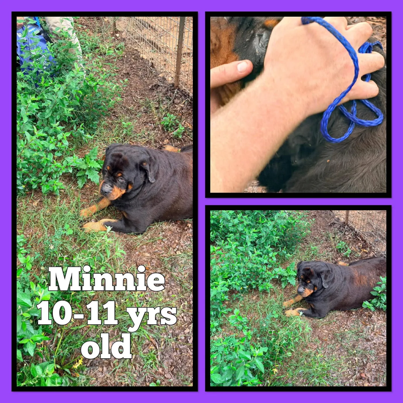 Minnie - Photo 1