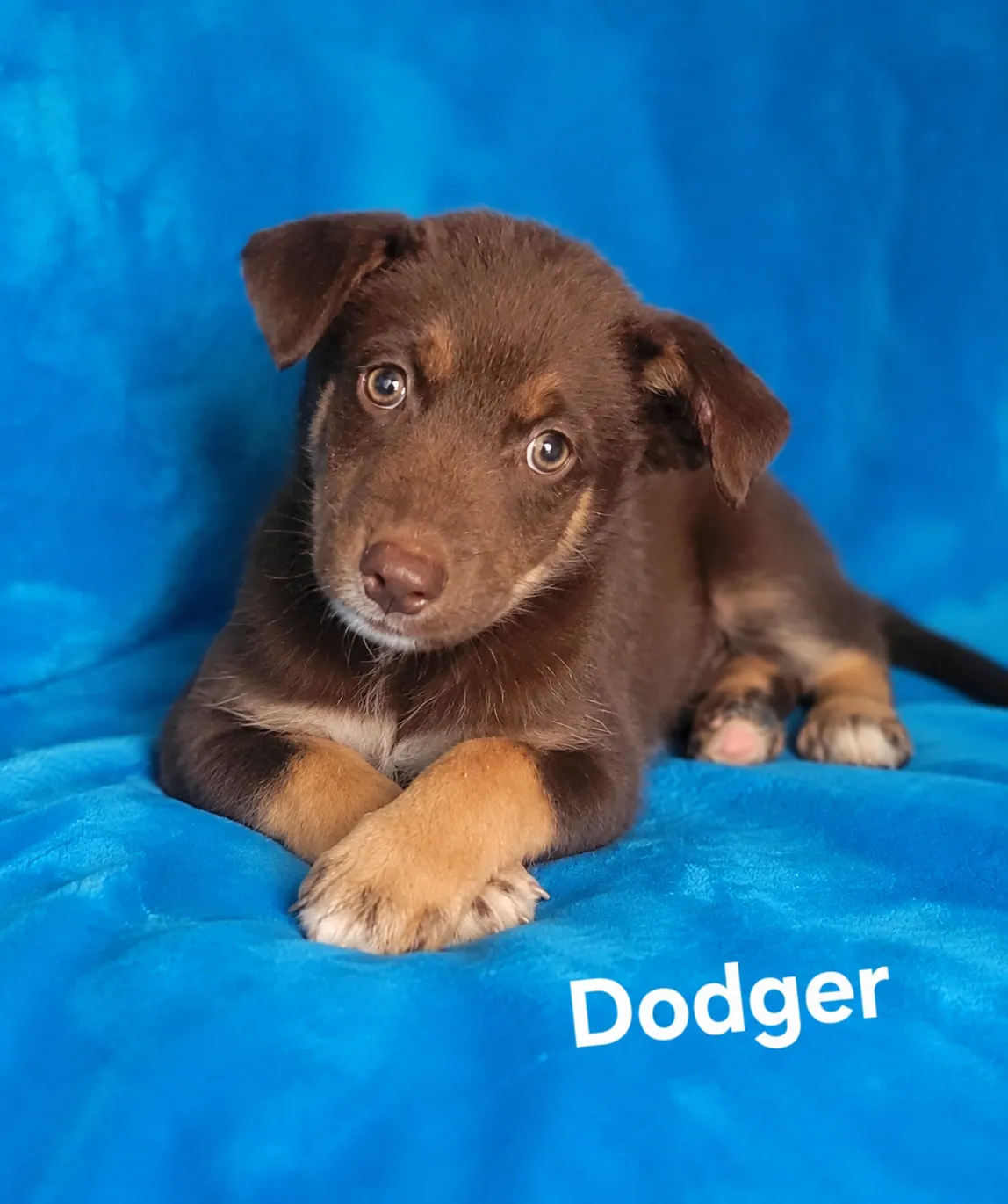 Dodger - Photo 1