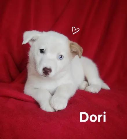 Dori