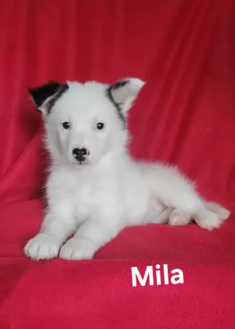 Mila