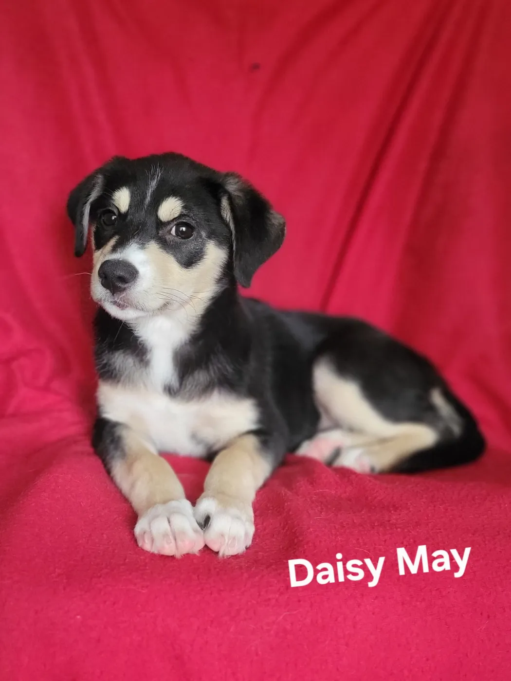 Daisy May - Photo 1
