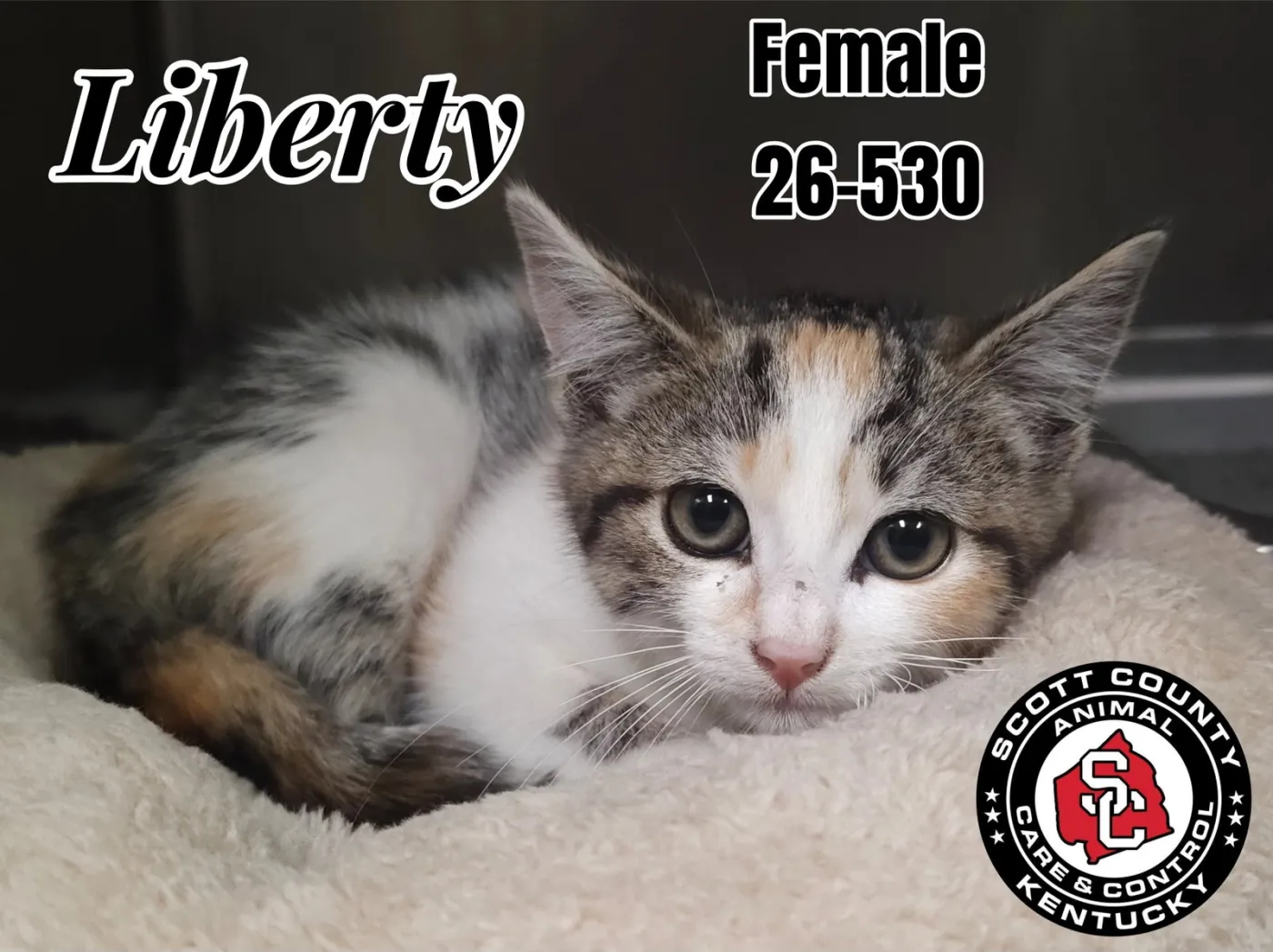 Liberty - Photo 1