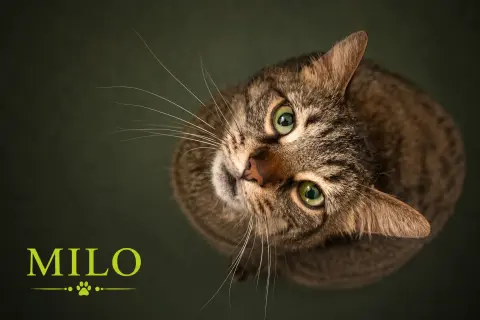 Milo