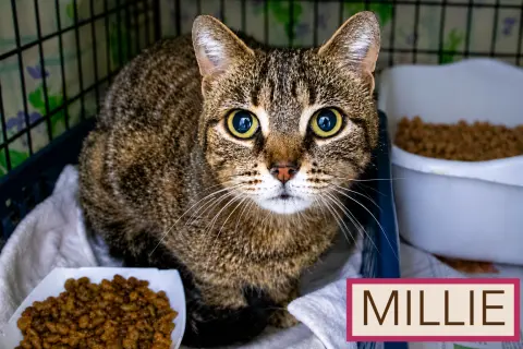 Millie