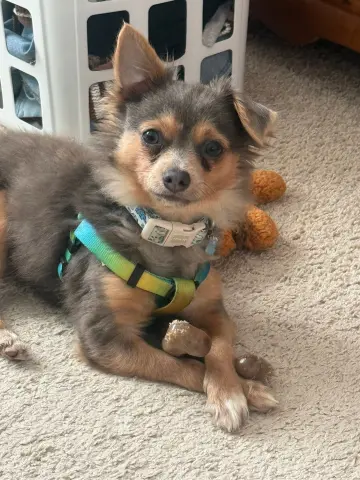 Crouton