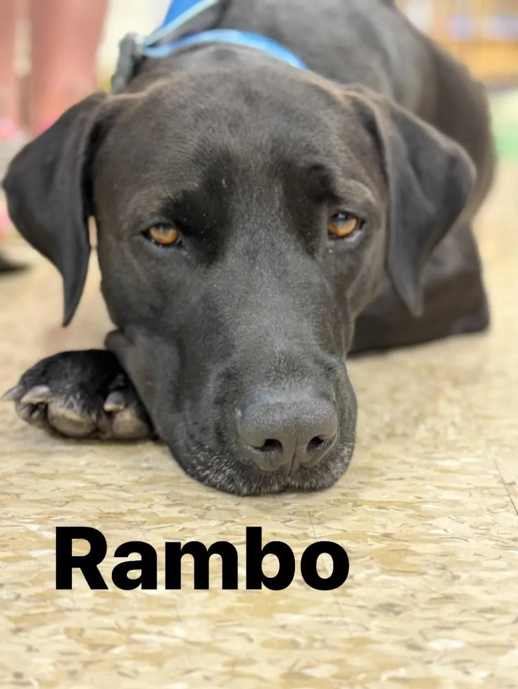Rambo - Photo 1