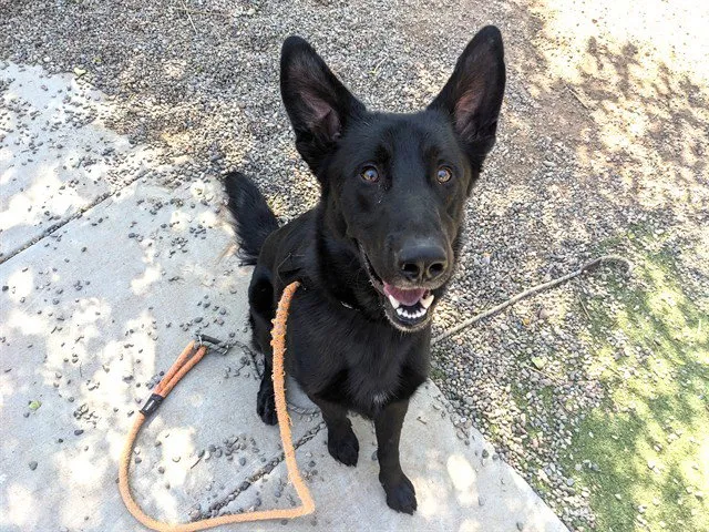 Floki - Photo 1