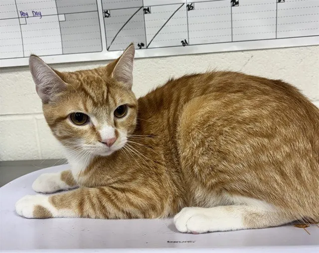Tigger - Photo 1