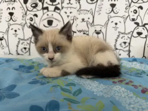 Leo
