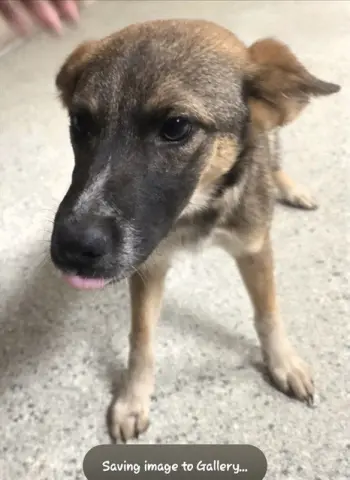 Bella