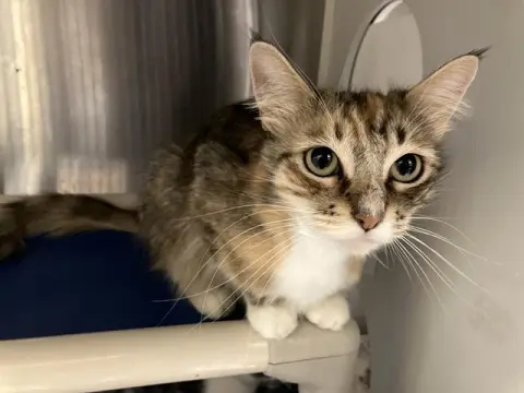 Bambi