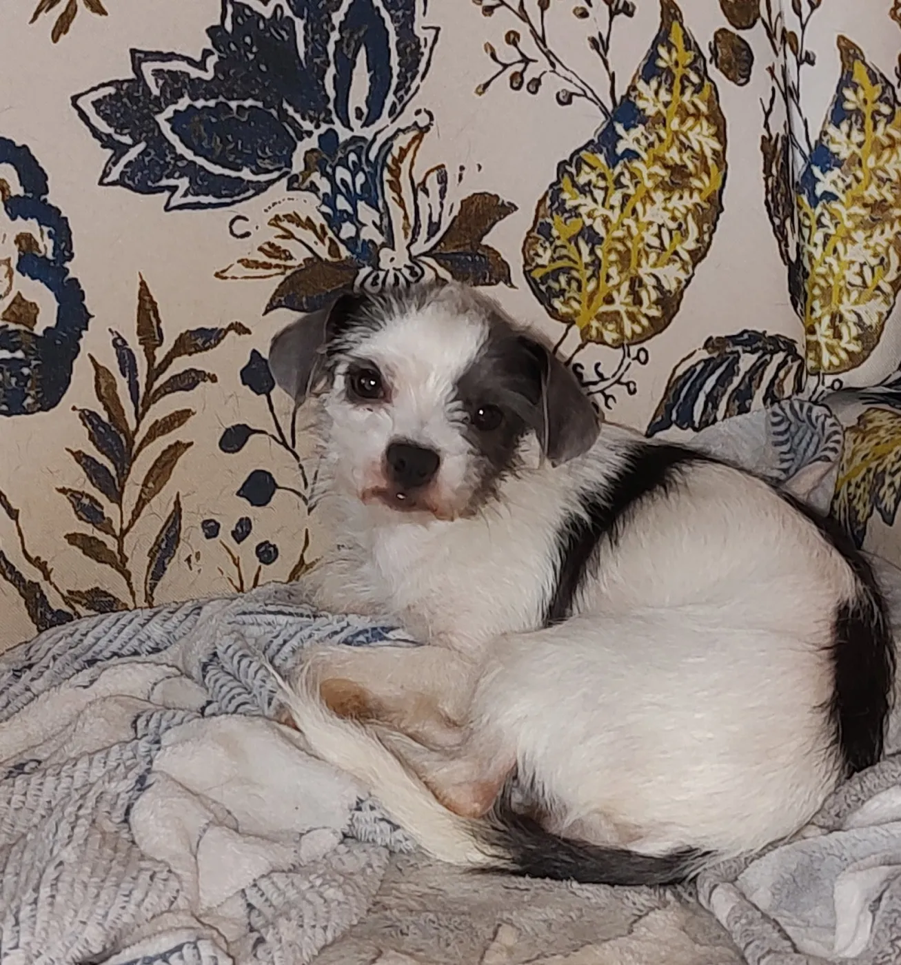 Pip - Photo 1