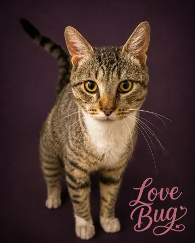 Love Bug