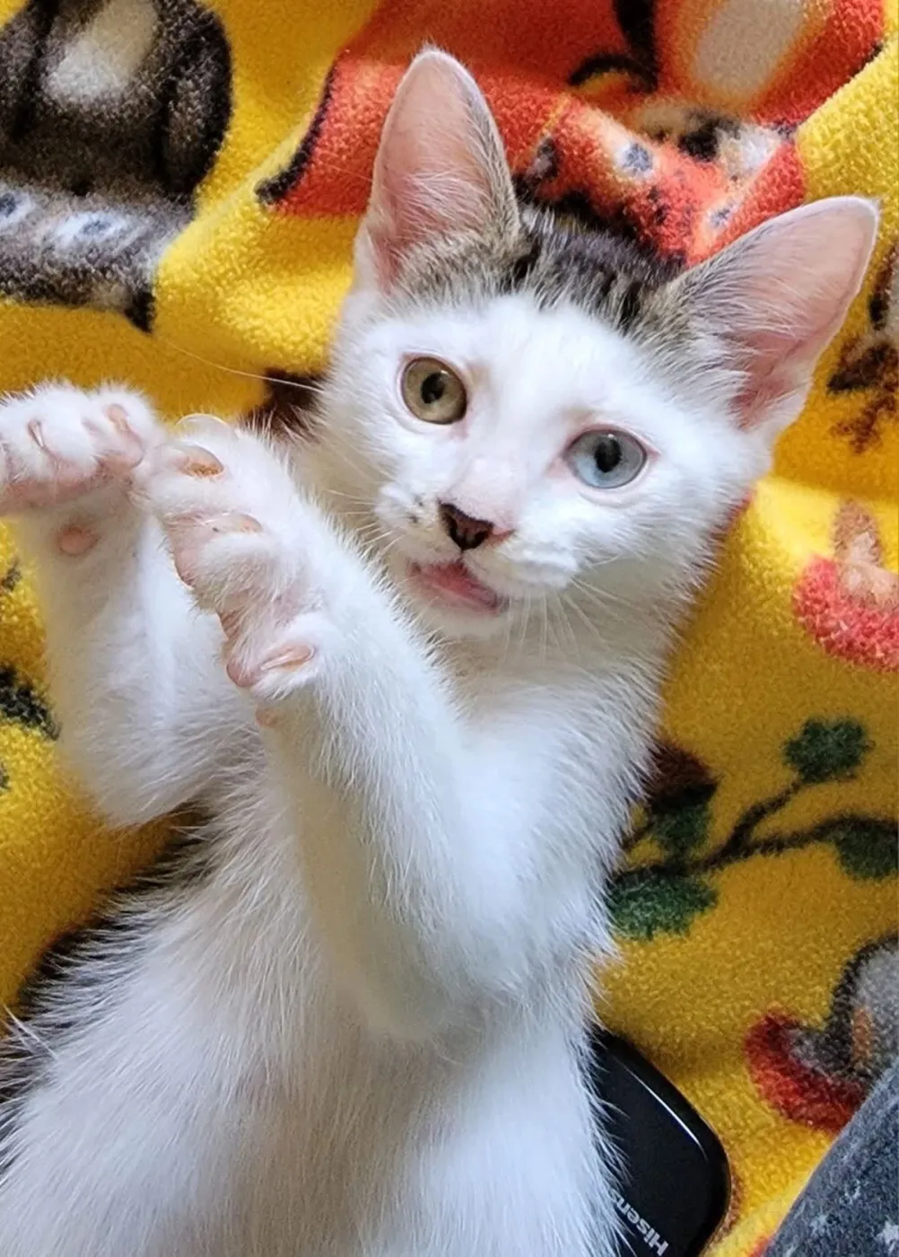 Peanut - Photo 1