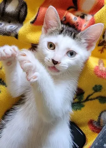 Peanut