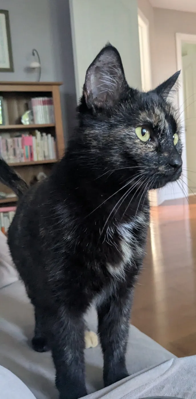 Nala - Photo 1