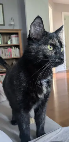 Nala