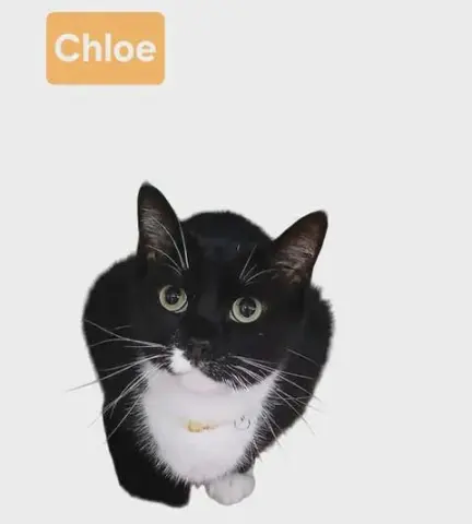 Chloe