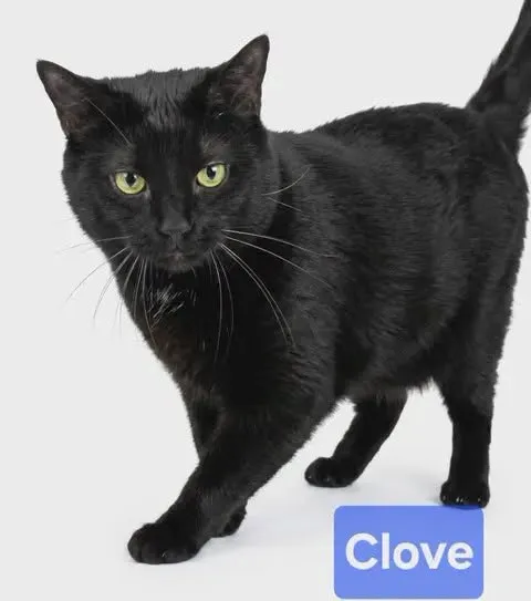 Clove - Photo 1