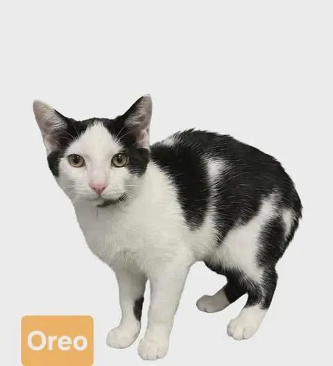 Oreo - Photo 1