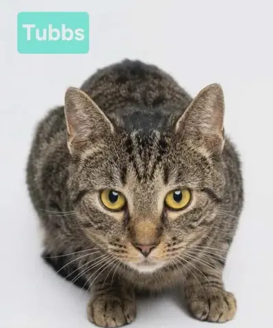 Tubbs